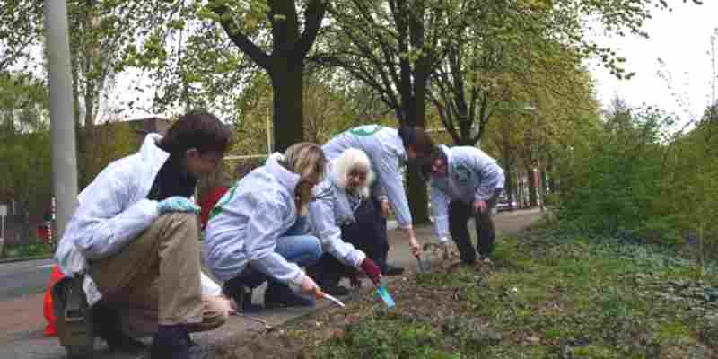 pvdd bijenlinten zaaien den haag 2016