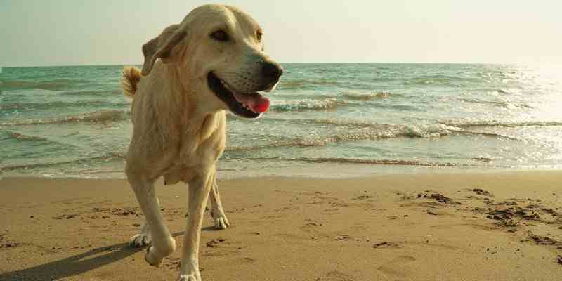 Van 1 oktober tot 15 mei mogen honden weer loslopen op het strand.