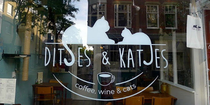 kattencafé Ditjes en Katjes